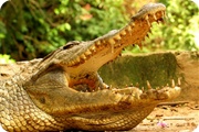 Kenia